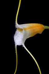 Masdevallia strobelii