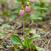 Cypripedium acaule (Pink Lady's-slipper orchid)