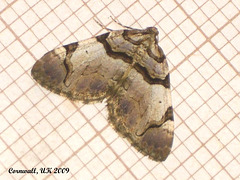 1747 Anticlea derivata (Streamer)