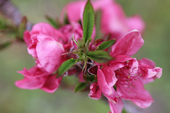 fleurs de pêcher