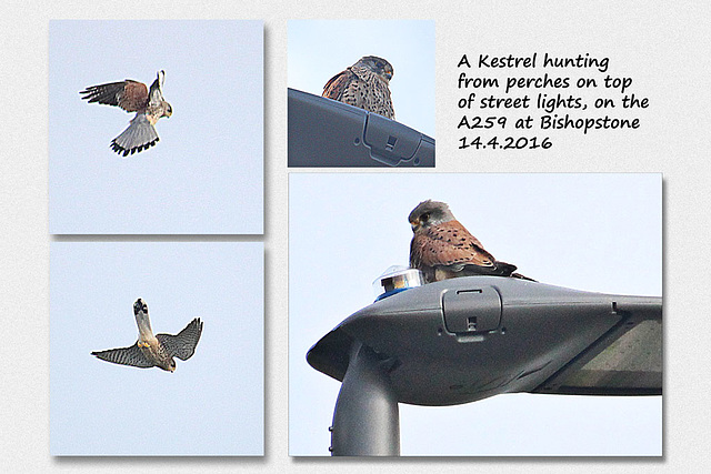 A Kestrel hunting - Bishopstone - 14.4.2016