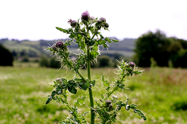 An English Thistle