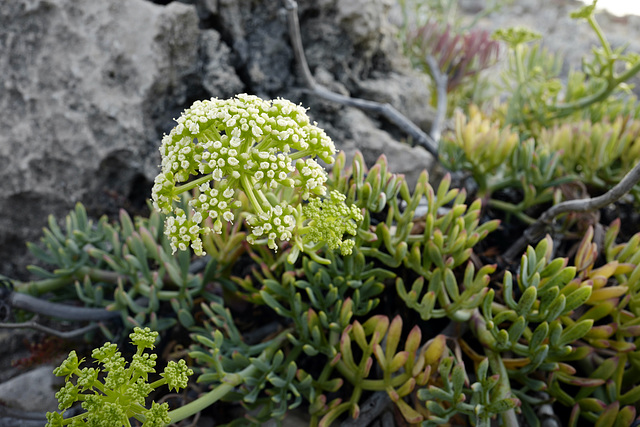 Crithmum maritimum L., Funcho-marítimo, Guincho