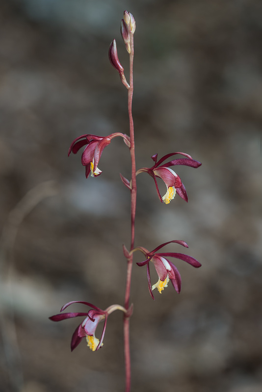 Hexalectris warnockii (Texas Purple Spike orchid or Texas Crested Coralroot orchid)