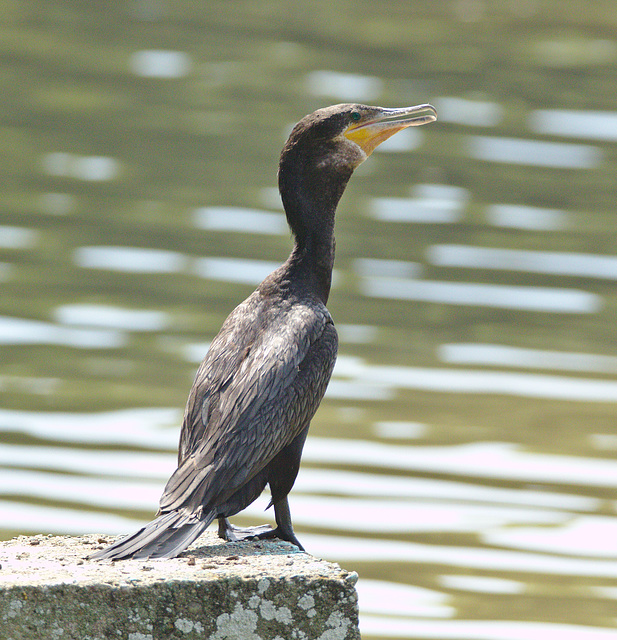 Cormorant Club Campestre Cali