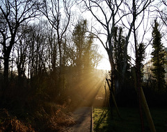 dans la belle lumière du matin