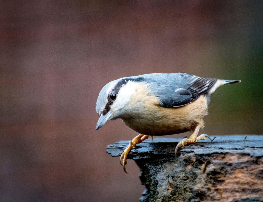 Nuthatch22