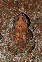 20120728-0371 Duttaphrynus melanostictus (Schneider, 1799)