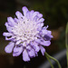 IMG 9229 Field Scabious