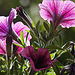 20230518 0139CPw [D~LIP] Petunie (Petunia agg), Bad Sazuflen