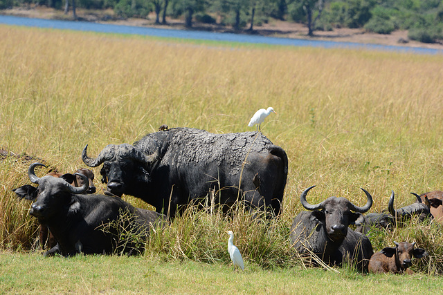 Botswana, A Herd of Buffalo Resting in Chobe National Park Botswana, A Herd of Buffalo Resting in Chobe National Park