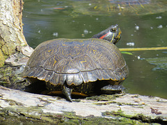 Turtle On A Log