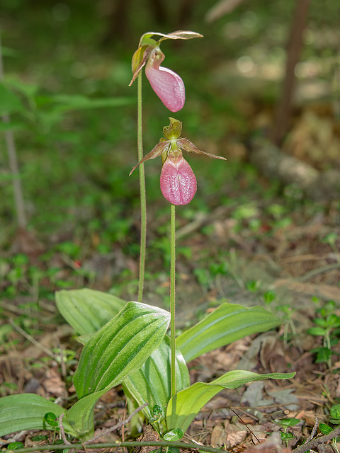 Cypripedium acaule (Pink Lady's-slipper orchid)