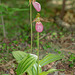 Cypripedium acaule (Pink Lady's-slipper orchid)