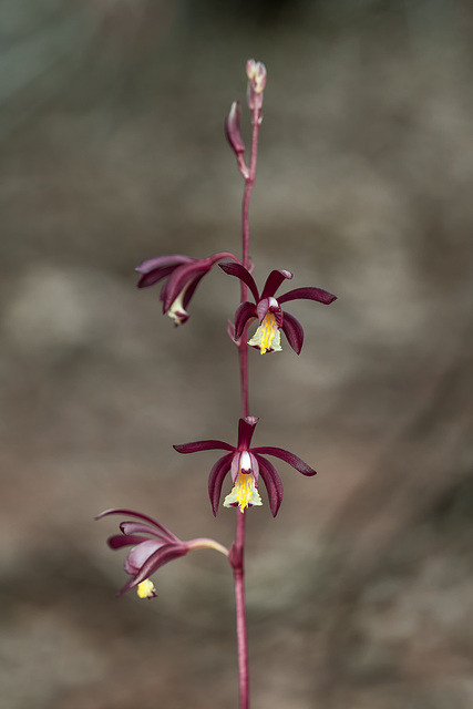 Hexalectris warnockii (Texas Purple Spike orchid or Texas Crested Coralroot orchid)