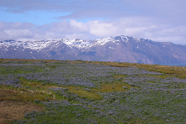 Lupins Above Husavik