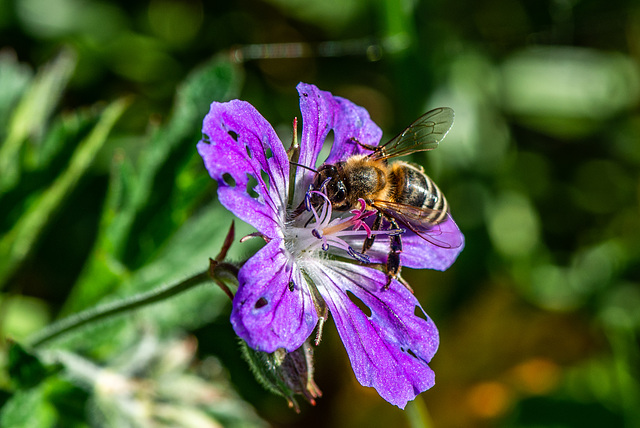 Bienchen - 20190602