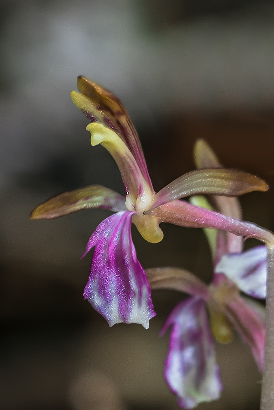 Corallorhiza mertensiana (Mertens' Coralroot orchid)