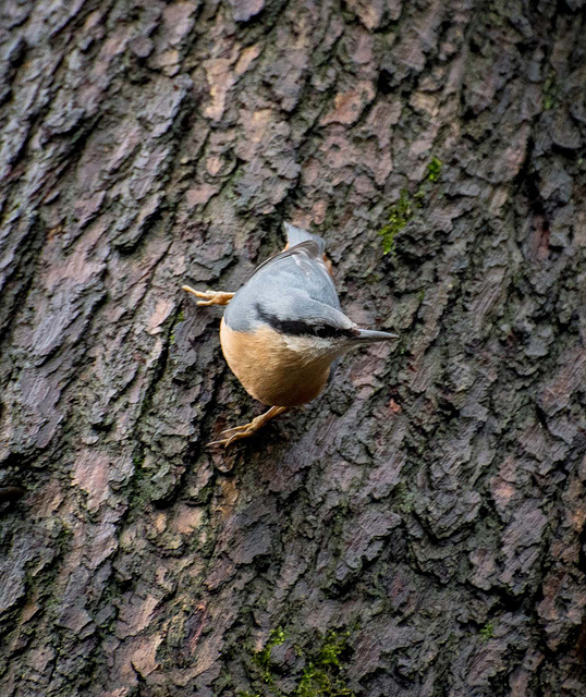 Nuthatch23jpg