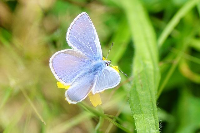 Hauhechel-Bläuling ♂ (dorsal)