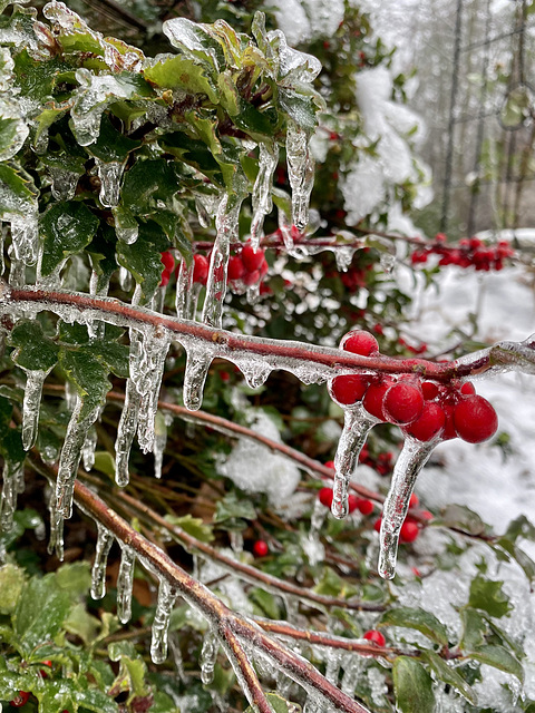 berries