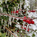 berries