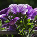 20230518 0140CPw [D~LIP] Petunie (Petunia agg), Bad Sazuflen