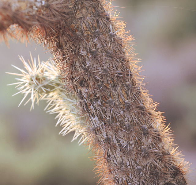 Cholla Spines Cholla Spines