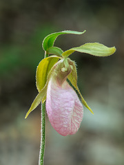 Cypripedium acaule (Pink Lady's-slipper orchid)