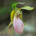 Cypripedium acaule (Pink Lady's-slipper orchid)