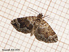 1751 Lampropteryx otregiata (Devon Carpet)