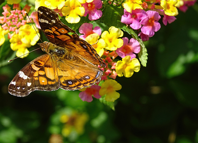 American Lady  (Vanessa virginiensis) ~ Jewels ~