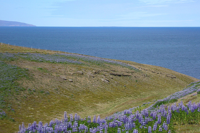 Lupins Above Husavik