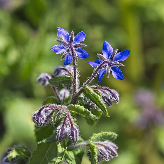 Borage