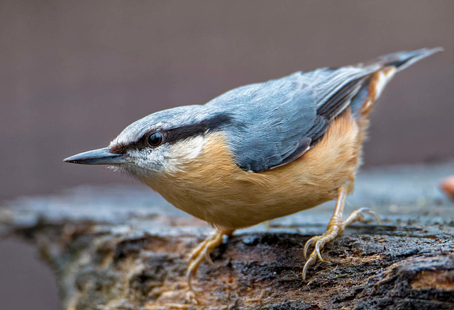 Nuthatch24