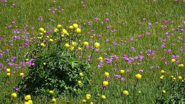 trollblumen an mehlprimeln