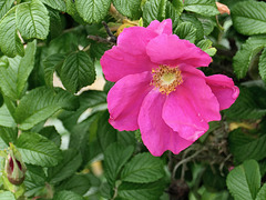 Hundsrose