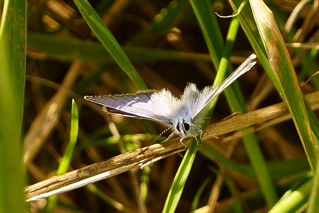 Pelziger Bläuling am Wegesrand