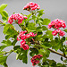 20230514 0115CPw [D~LIP] Rotdorn (Crataegus laevigata '‚Paul’s Scarlet‘ (cultigen)), Bad Salzuflen