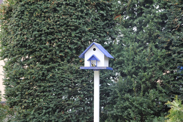 Vogelhaus mit Vogel