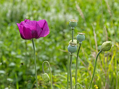 Poppy flower, buds and seed heads