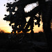 Cholla Sunset