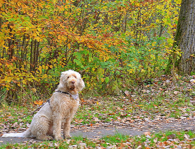 for you Walo ,.......    (dog 3)