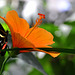 im Schmetterlingshaus auf der Insel Mainau (© Buelipix)