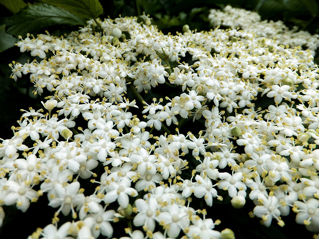 Holunderblüten. ©UdoSm