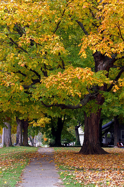 Fall Tree 2009