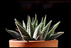 Haworthia limifolia fa striata (2)