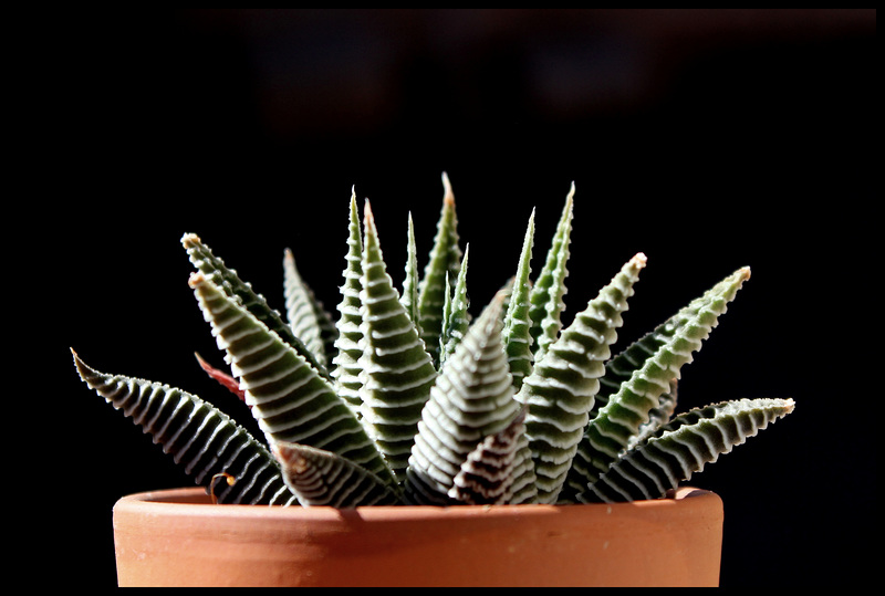 Haworthia limifolia fa striata (2)