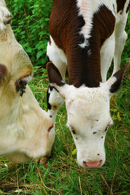 Mme Vache et sa fille