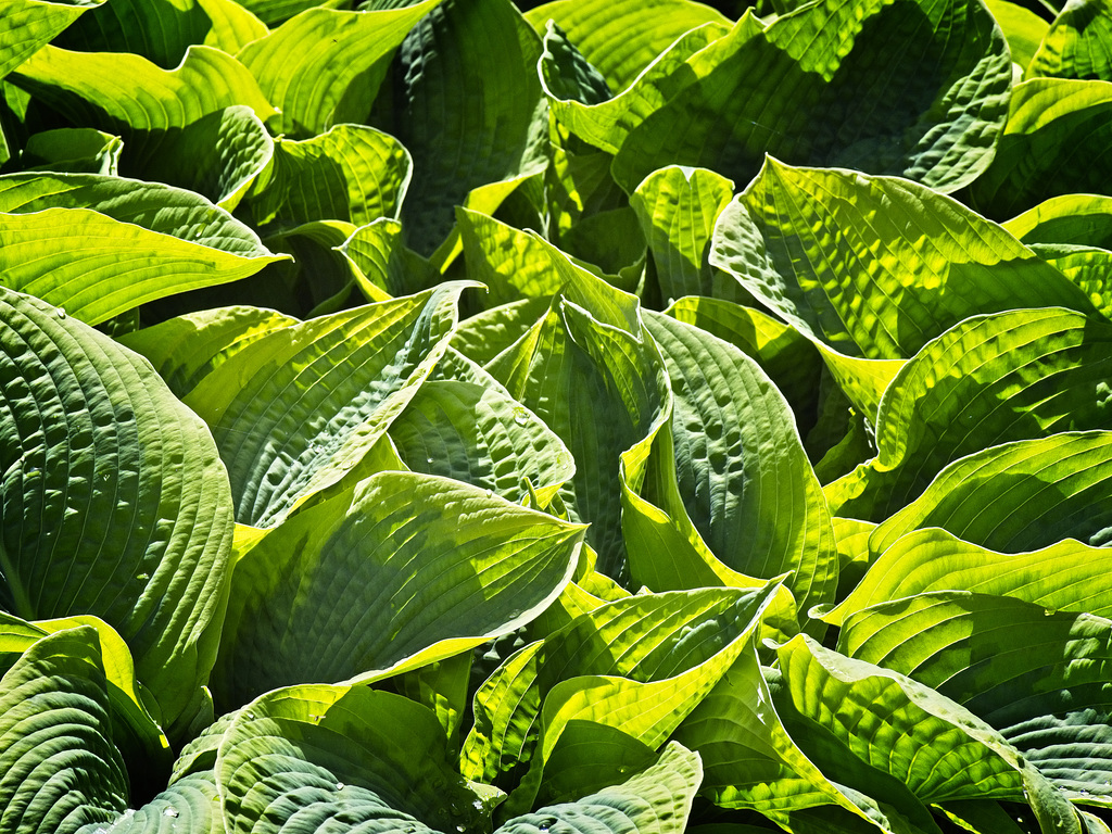 Hostas